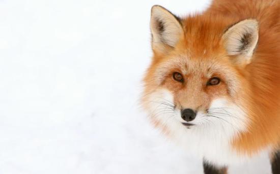 foxy
