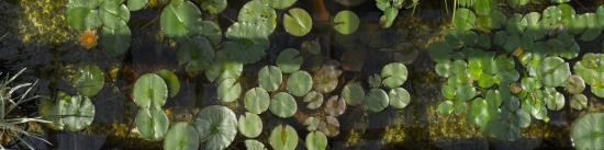 august pond