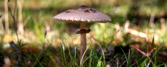 fungi