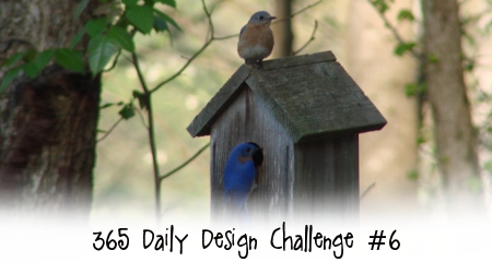daily-design-challenge-6 daily-design-challenge-6